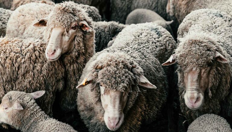 pexels rachel claire 5490713